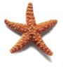 estrella-de-mar